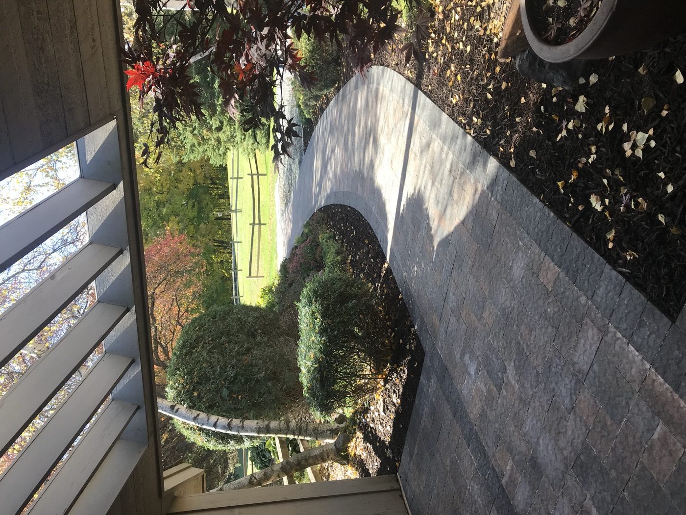 Shrubs and a Japanese maple planted along a curved paver walkway